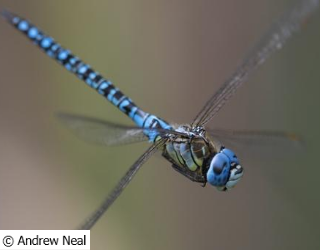 a dragonfly at Essex Wildlife Trust
